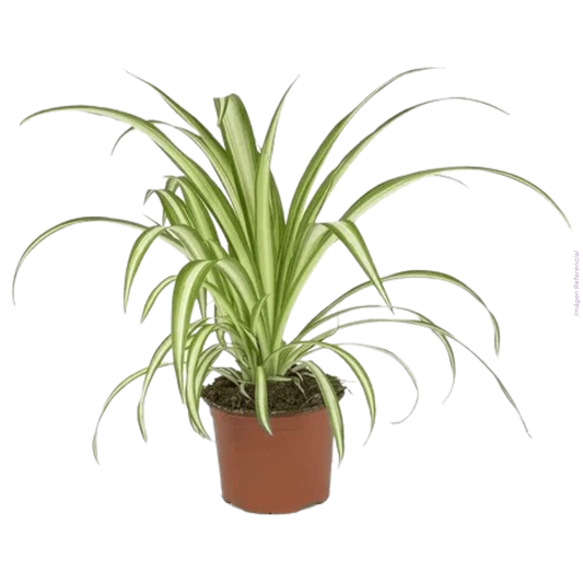 PALMERA MARCADORA MUAU – Accesorio Decorativo para MUAUBOX